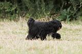 TERRIER DU TIBET 092